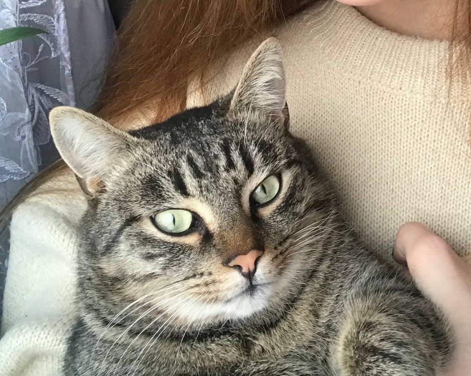 Пропала кошка в Брянске — фото объявления