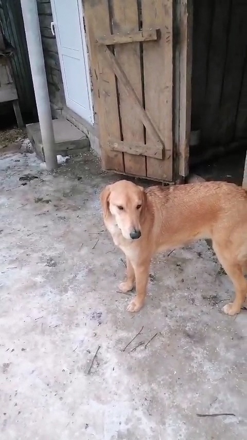 Пропала собака в Брянске — фото объявления