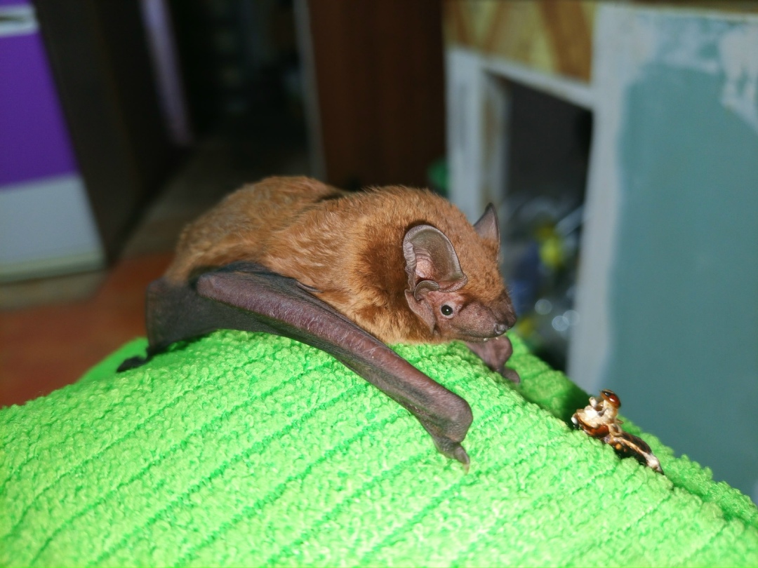 Найдена собака в Брянске — фото объявления