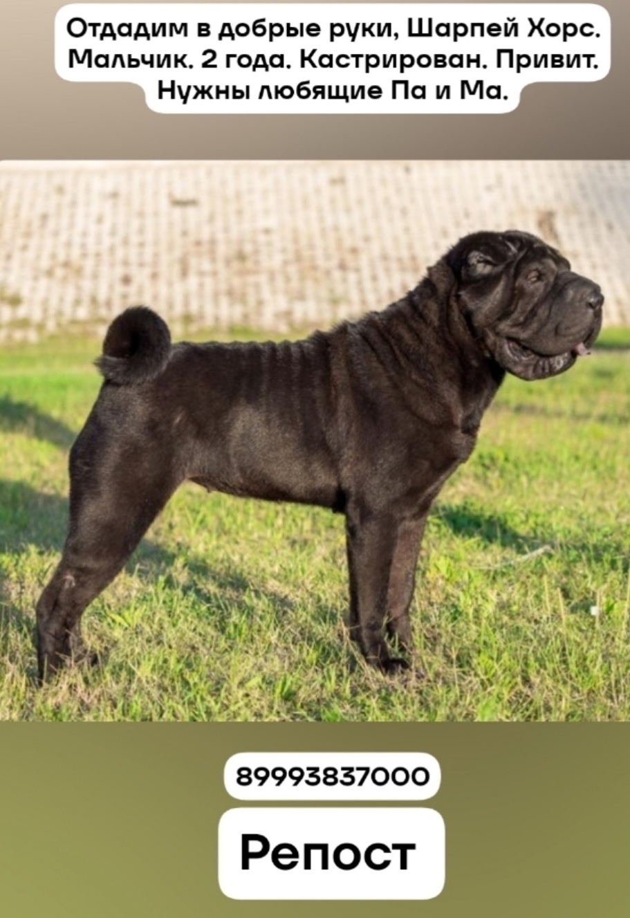 Найдена собака в Брянске — фото объявления