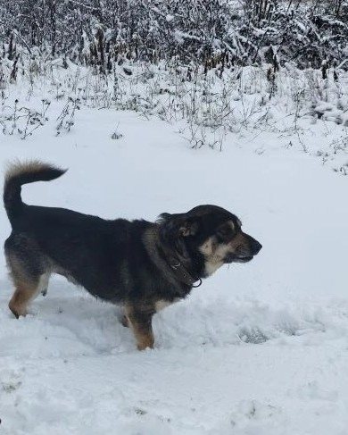 Пропала собака в Брянске — фото объявления