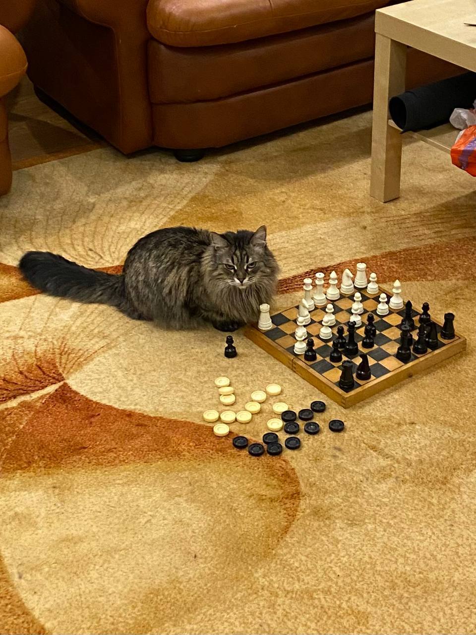 Пропала кошка в Брянске — фото объявления