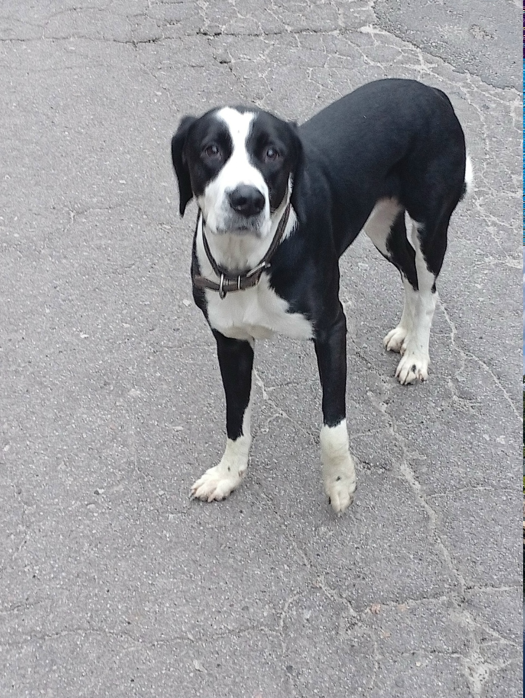 Пропала собака в Брянске — фото объявления