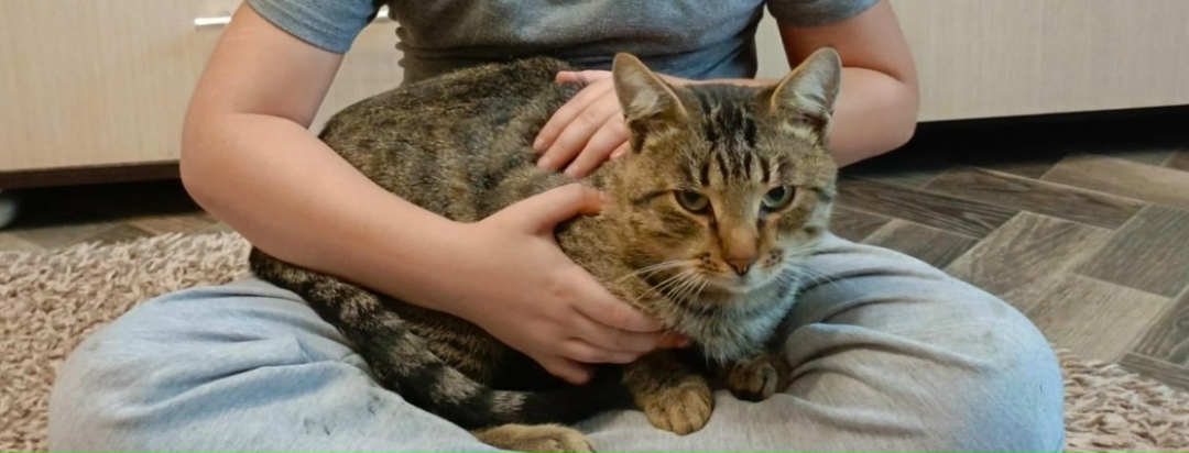 Найдена кошка в Брянске — фото объявления