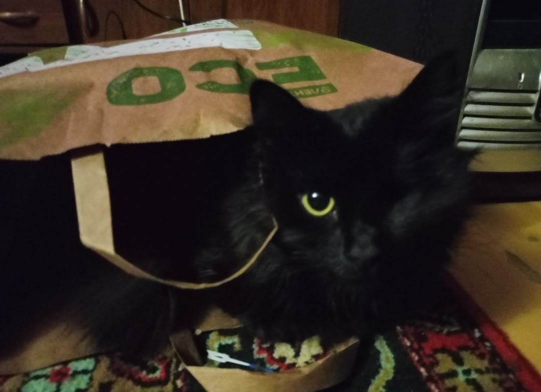 Пропала кошка в Брянске — фото объявления