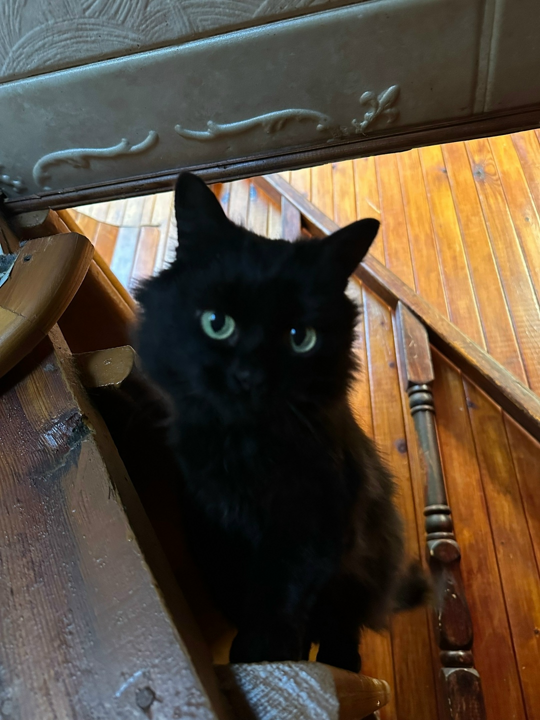 Найдена кошка в Брянске — фото объявления