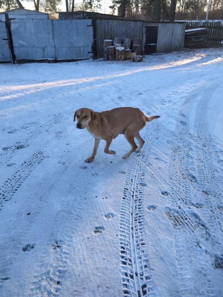 Найдена собака в Брянске — фото объявления
