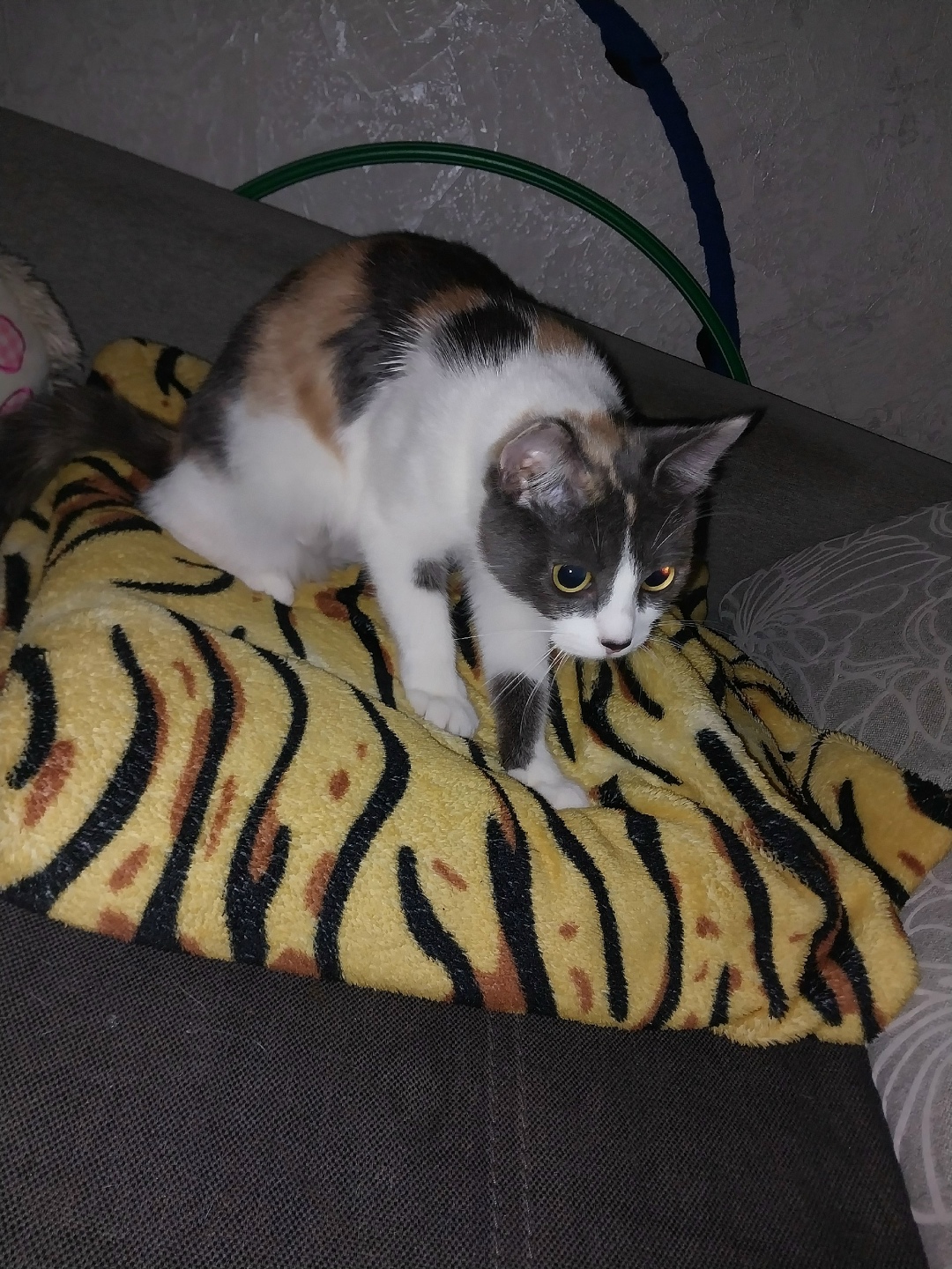 Пропала кошка в Брянске — фото объявления