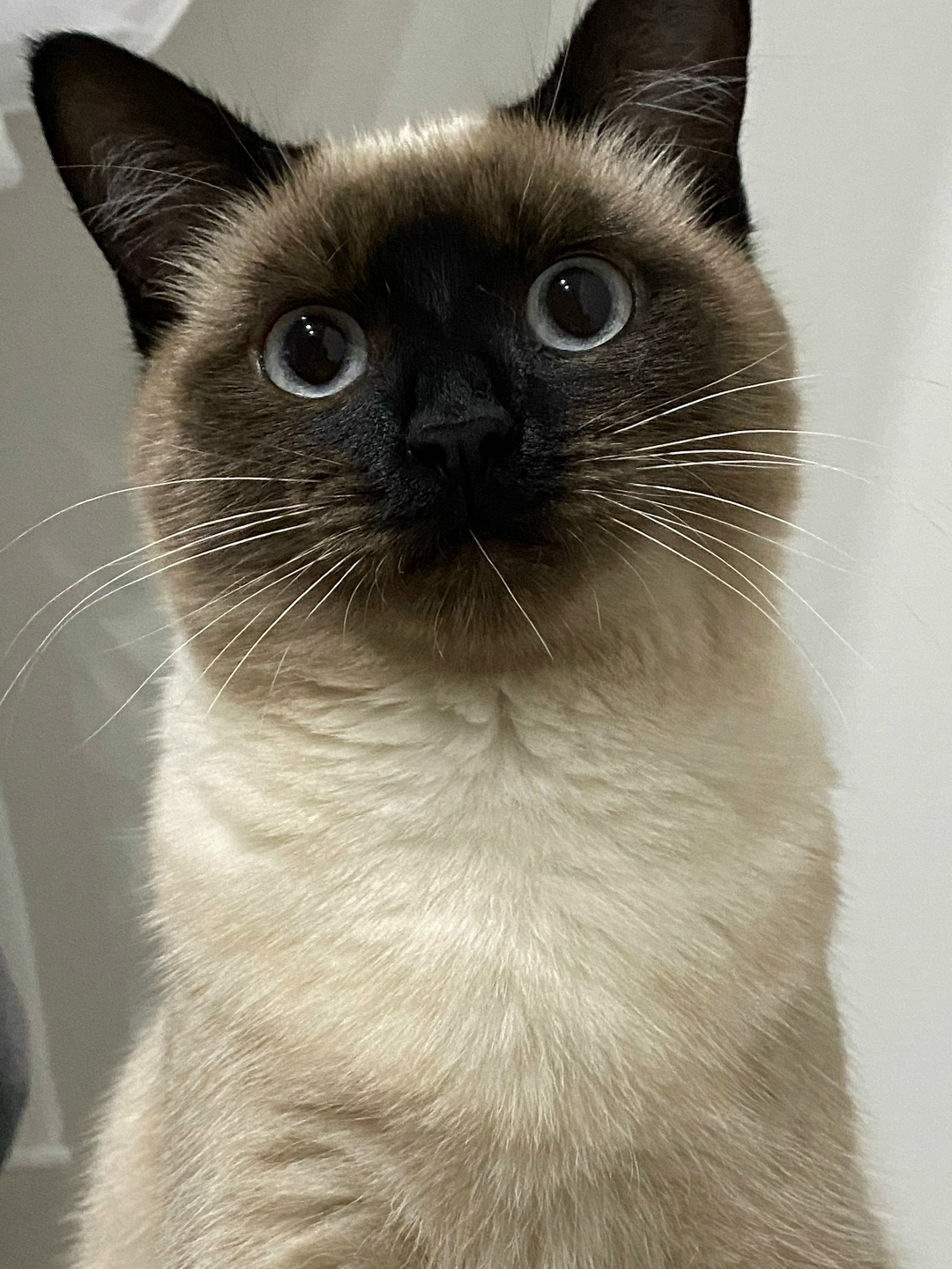 Пропала кошка в Брянске — фото объявления