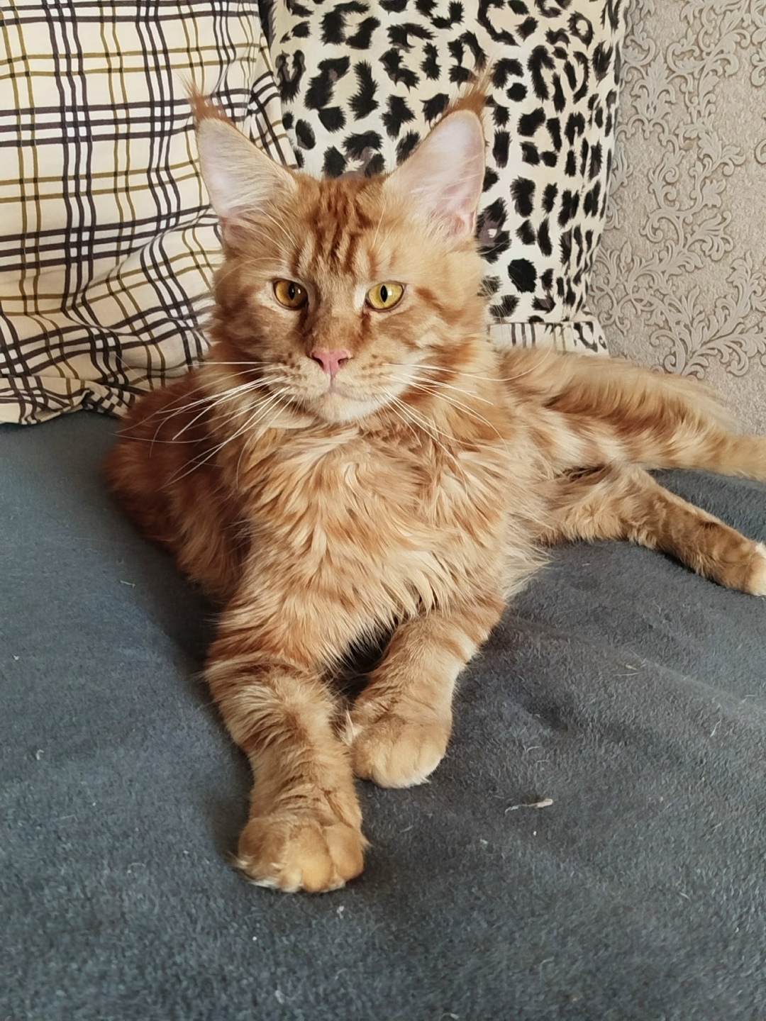 Пропала кошка в Брянске — фото объявления