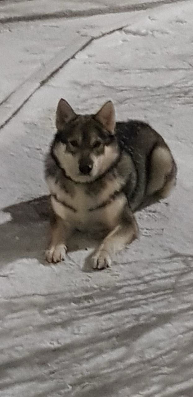 Пропала собака в Брянске — фото объявления