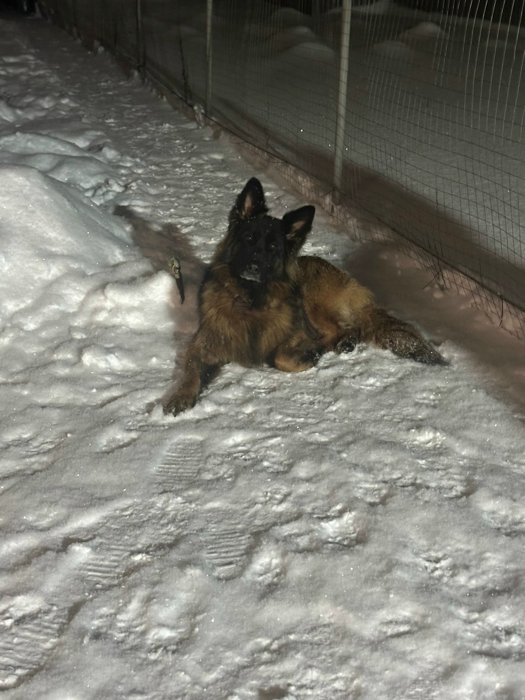 Найдена собака в Брянске — фото объявления