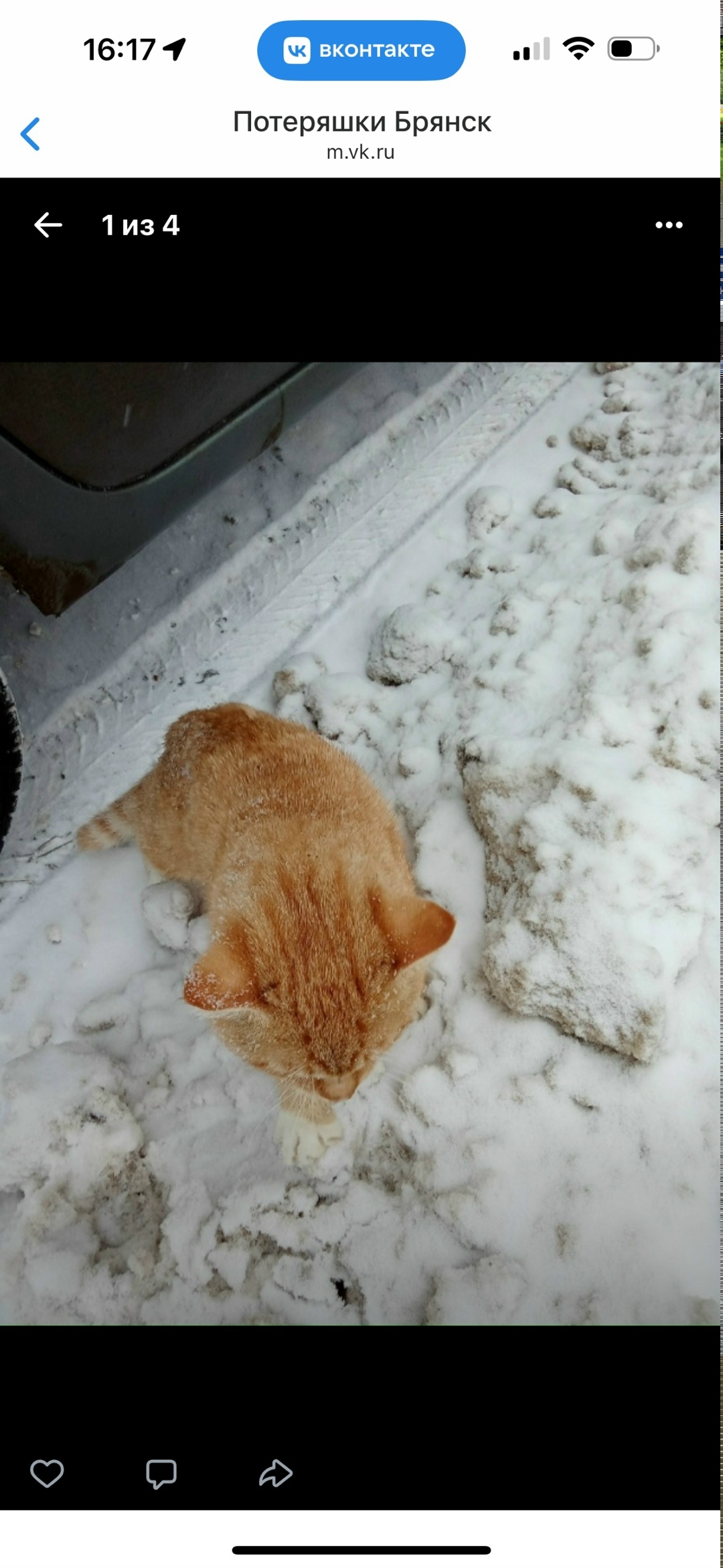 Найдена кошка в Брянске — фото объявления