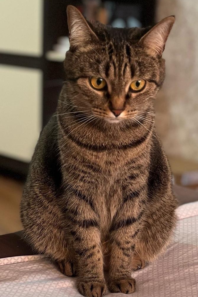 Пропала кошка в Брянске — фото объявления