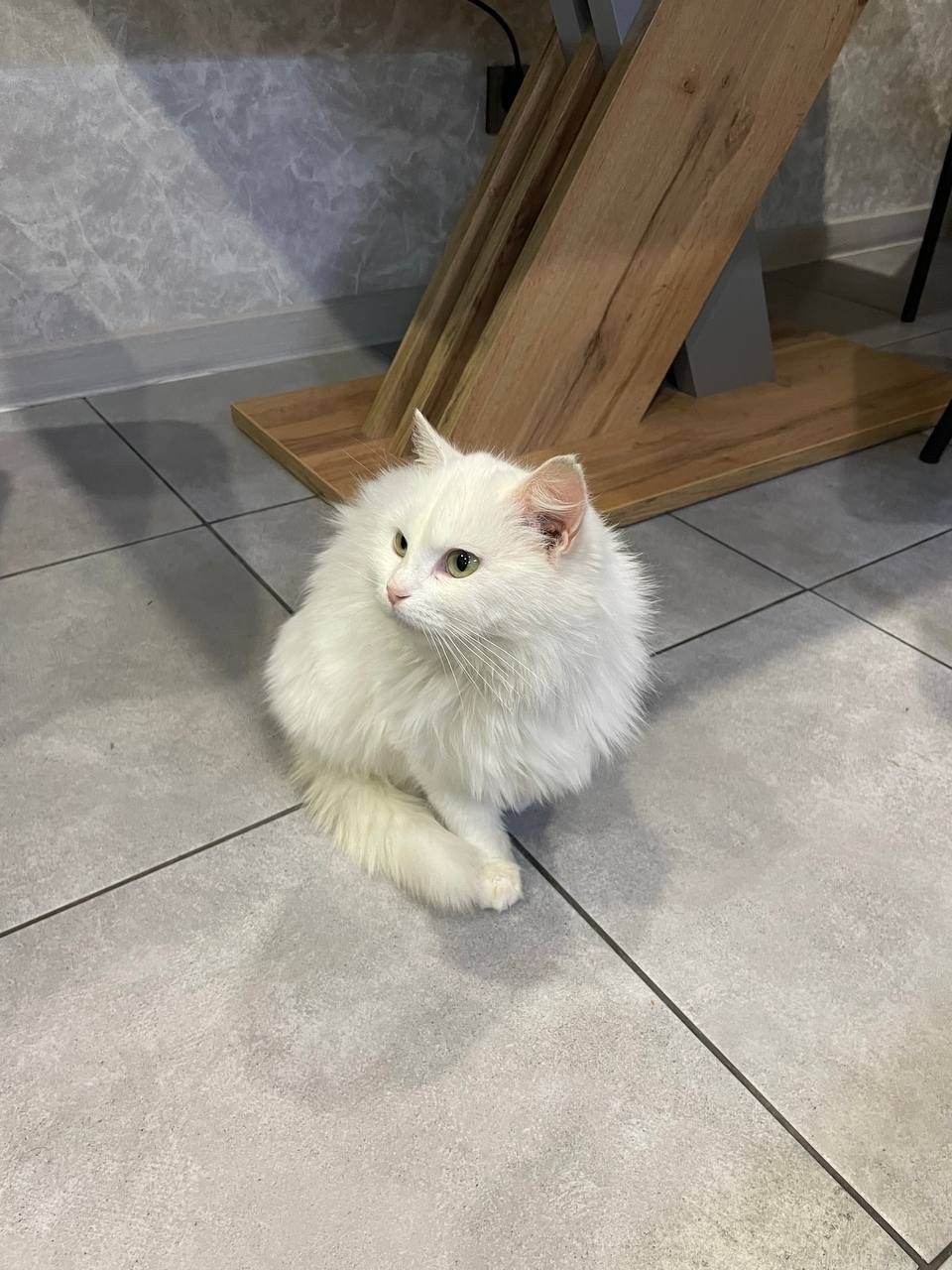 Найдена кошка в Брянске — фото объявления