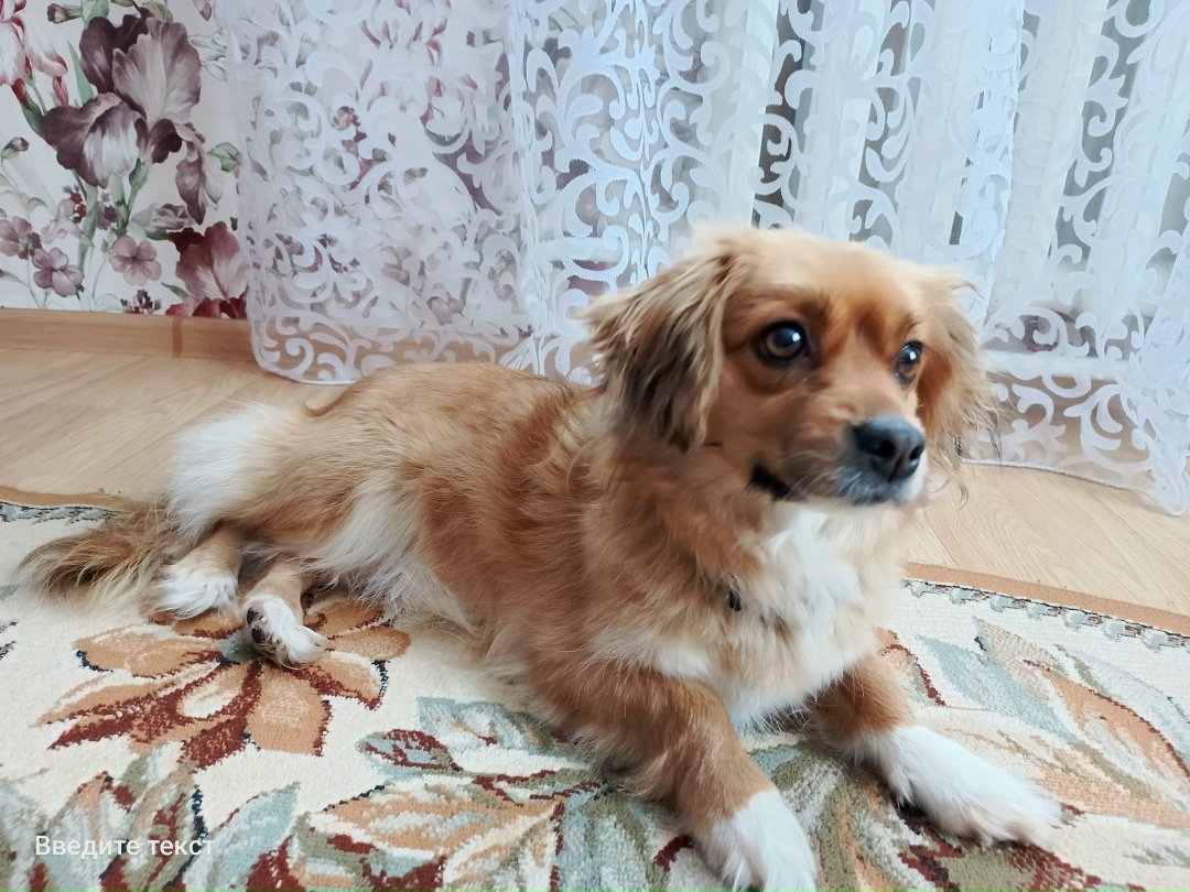 Найдена собака в Брянске — фото объявления