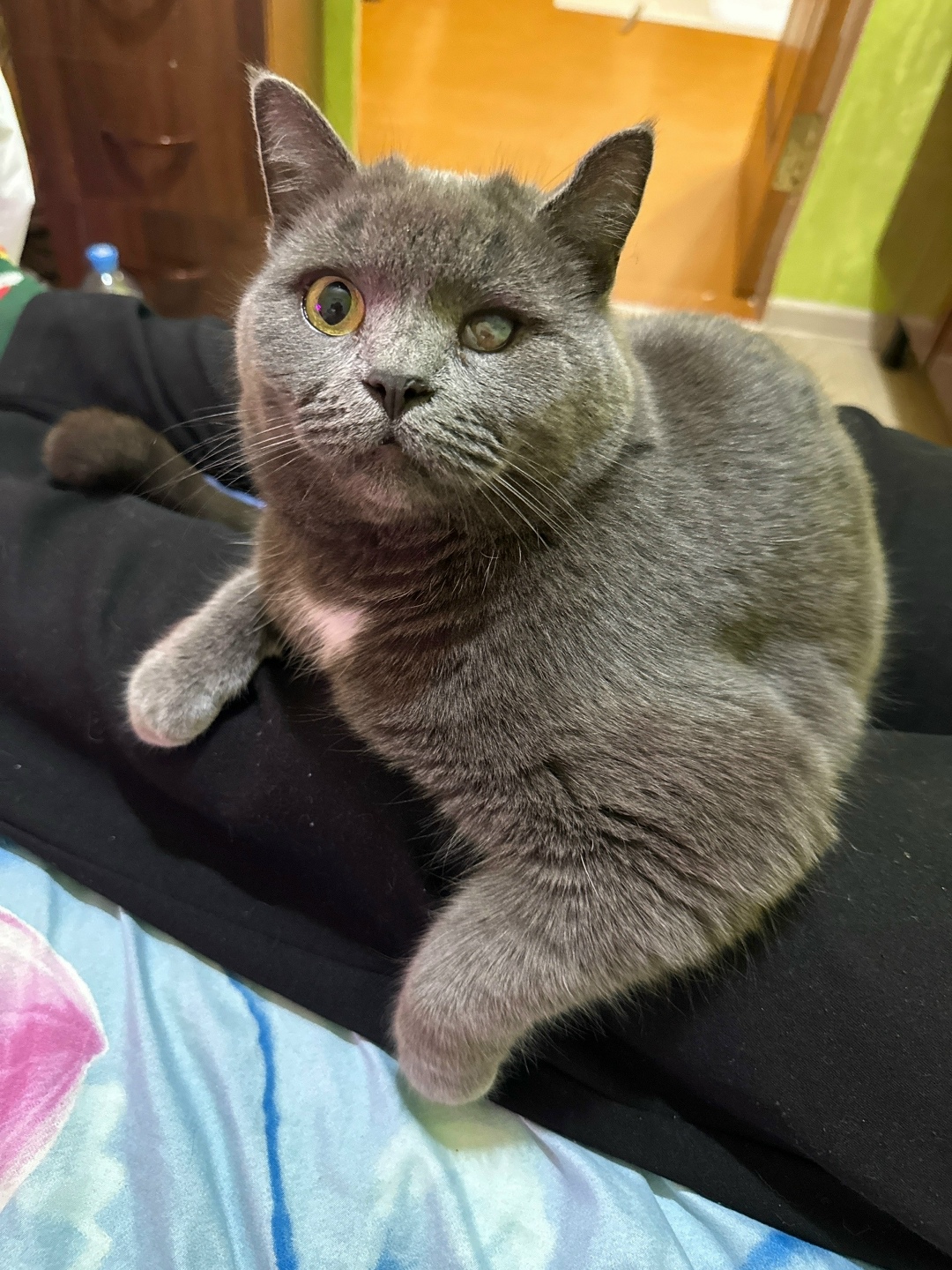 Пропала кошка в Брянске — фото объявления