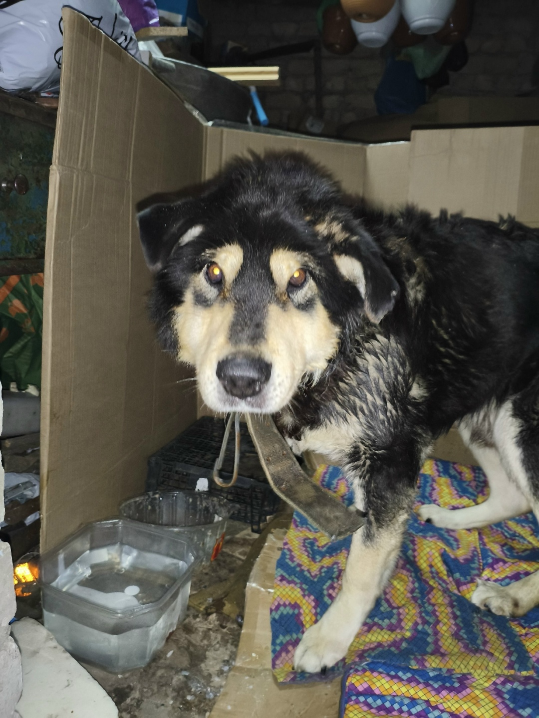 Найдена собака в Брянске — фото объявления