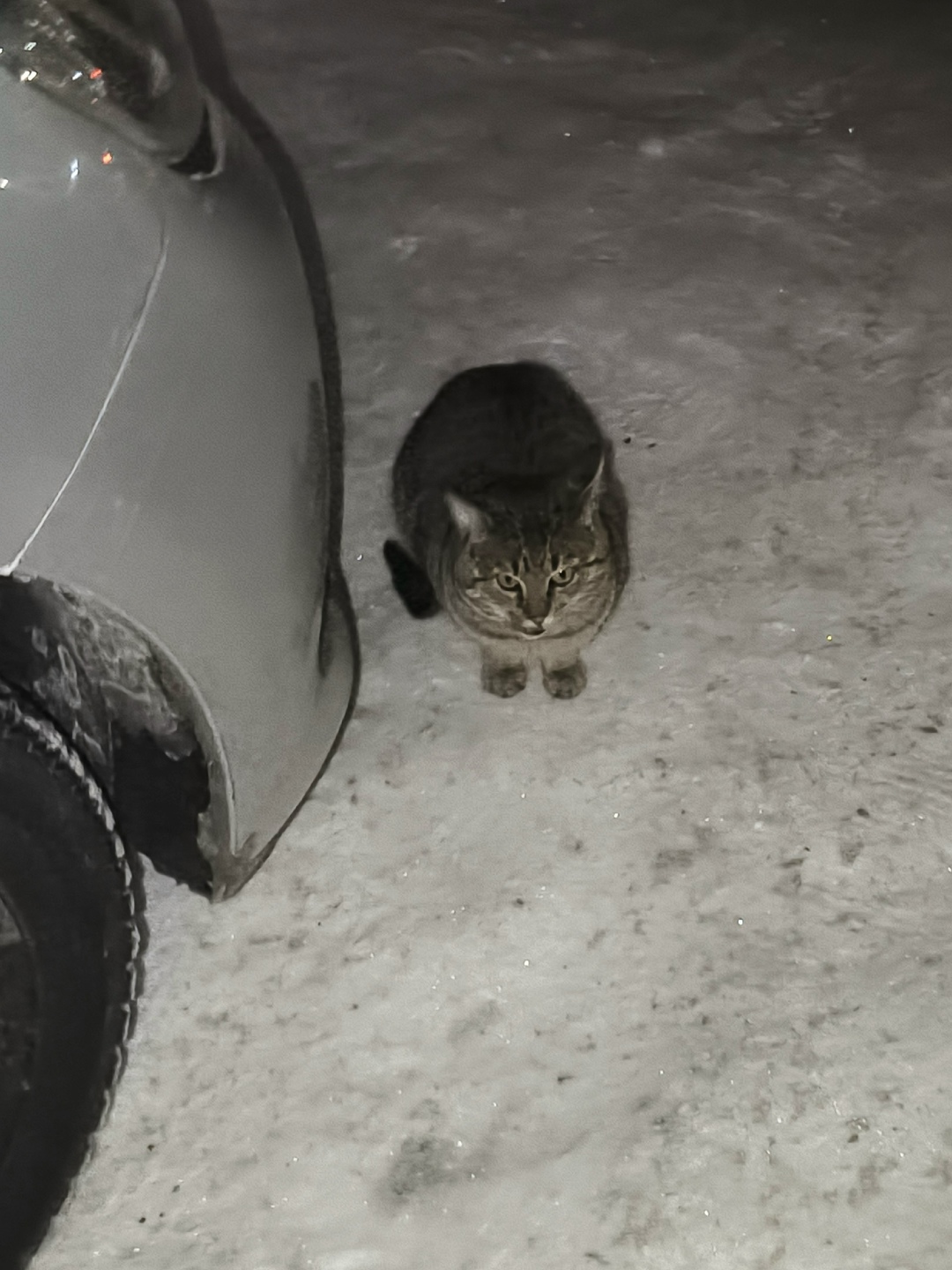 Найдена собака в Брянске — фото объявления