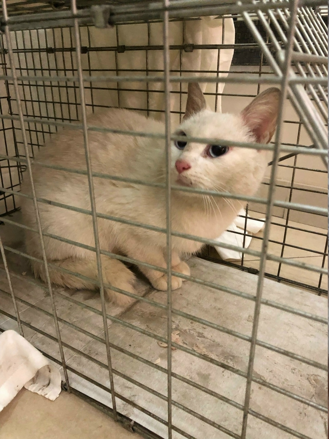 Найдена кошка в Брянске — фото объявления