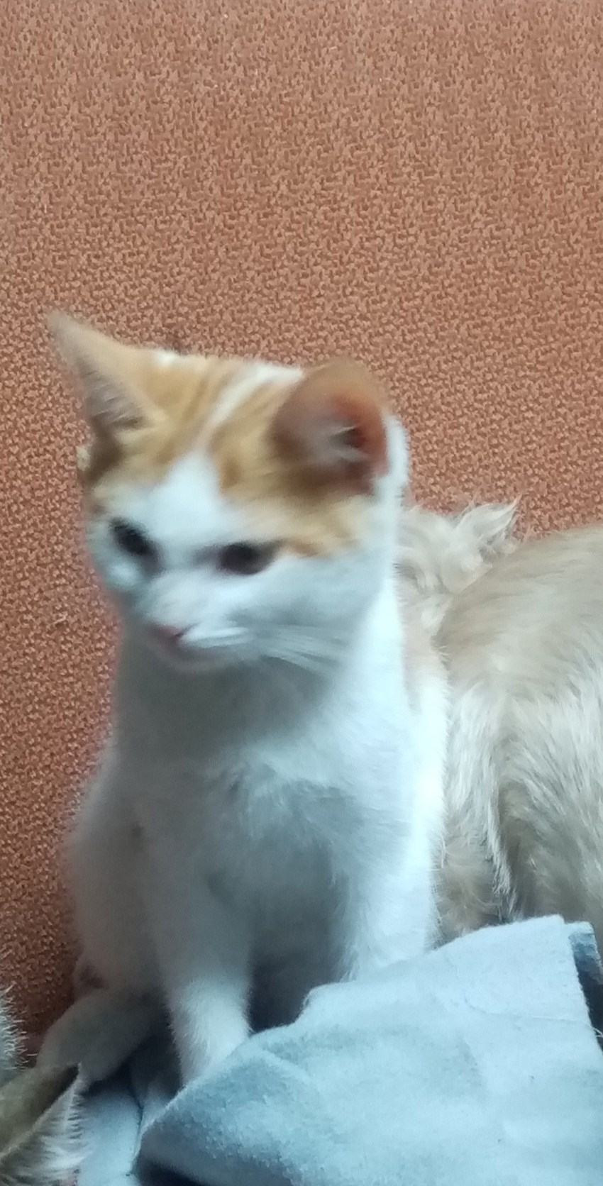 Пропала кошка в Брянске — фото объявления