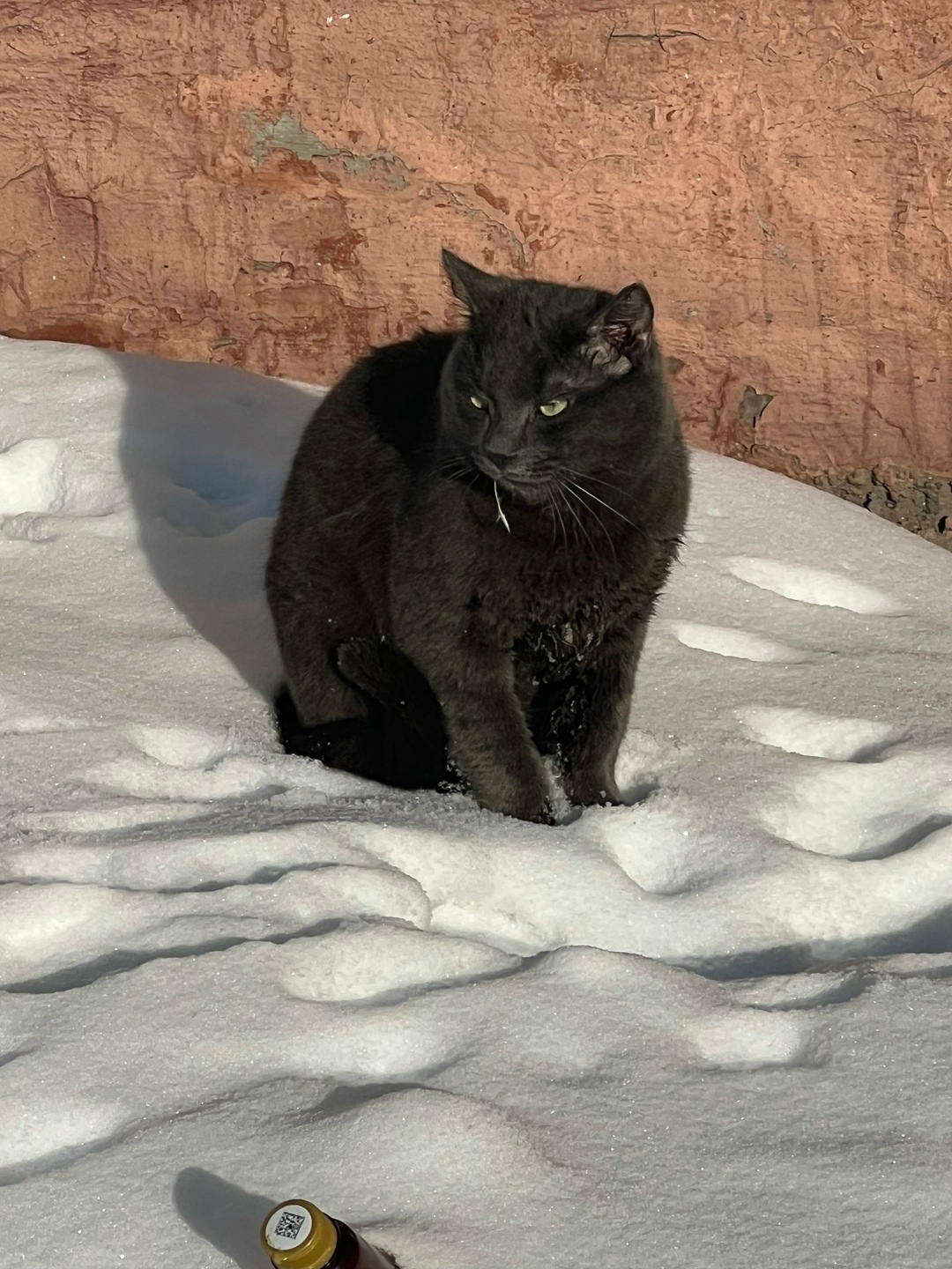 Найдена собака в Брянске — фото объявления