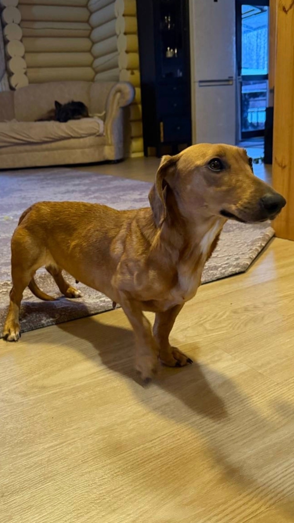 Найдена собака в Брянске — фото объявления