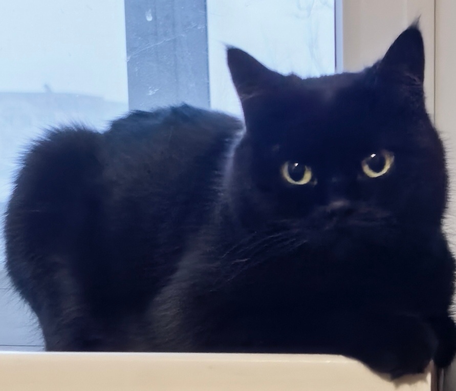 Пропала кошка в Брянске — фото объявления