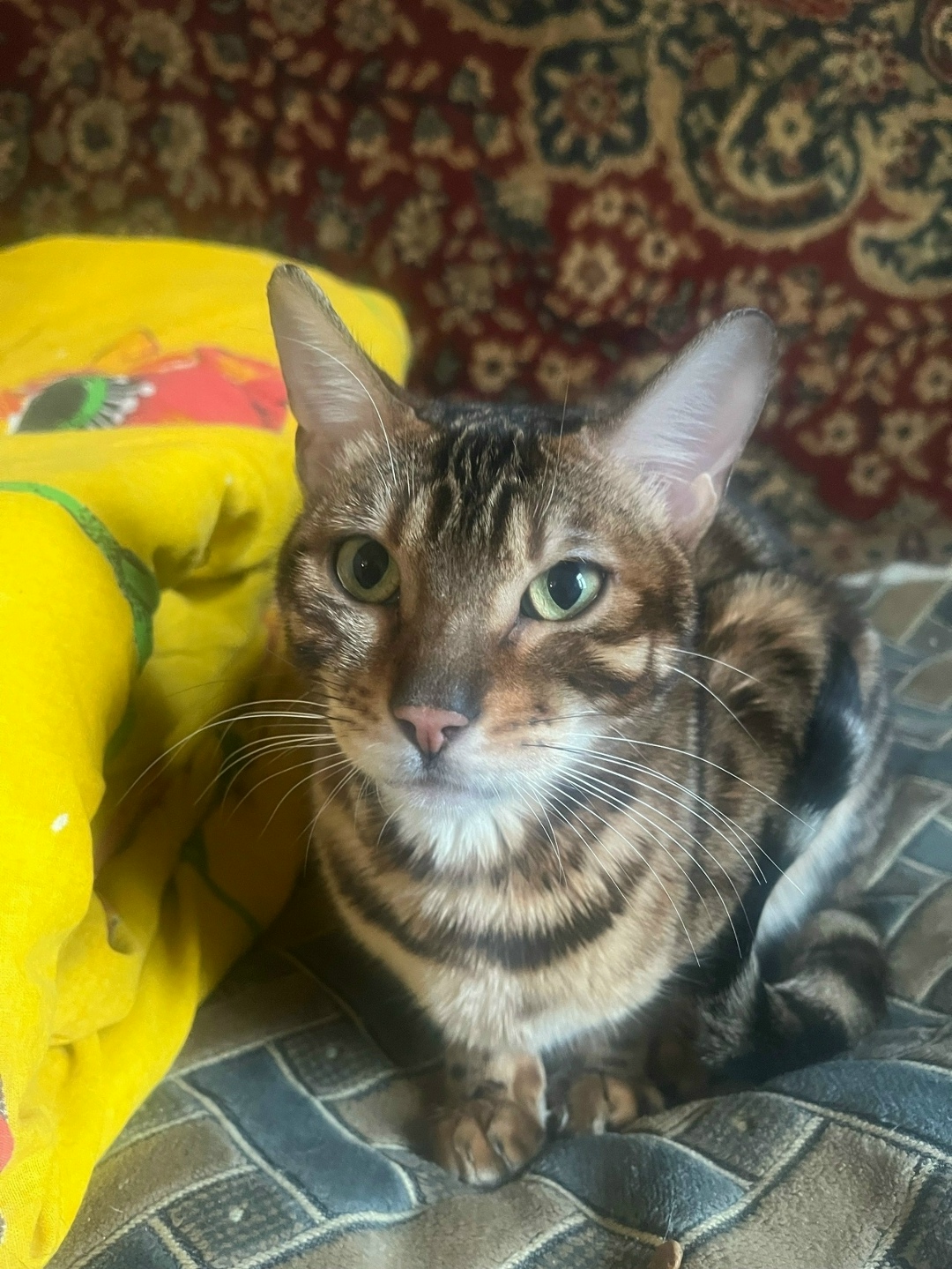 Найдена собака в Брянске — фото объявления