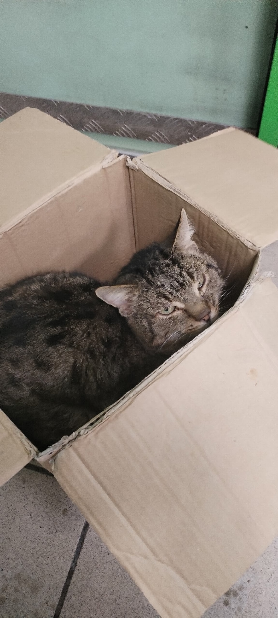 Найдена кошка в Брянске — фото объявления