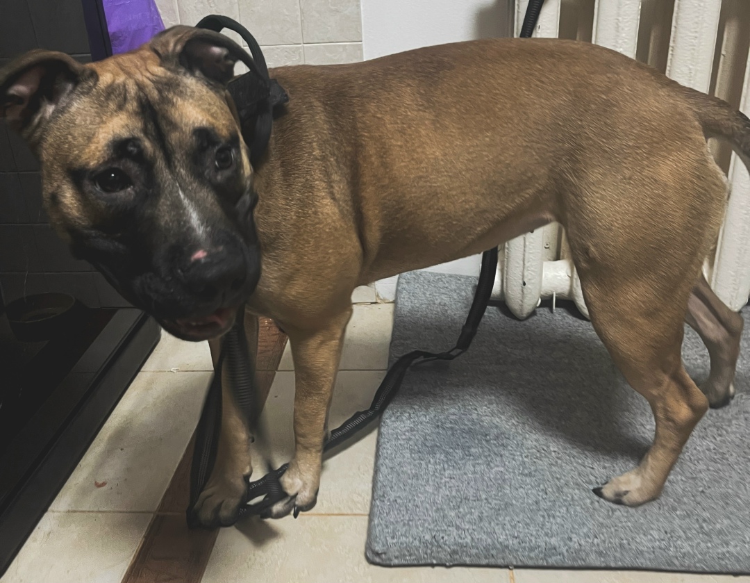 Найдена собака в Брянске — фото объявления