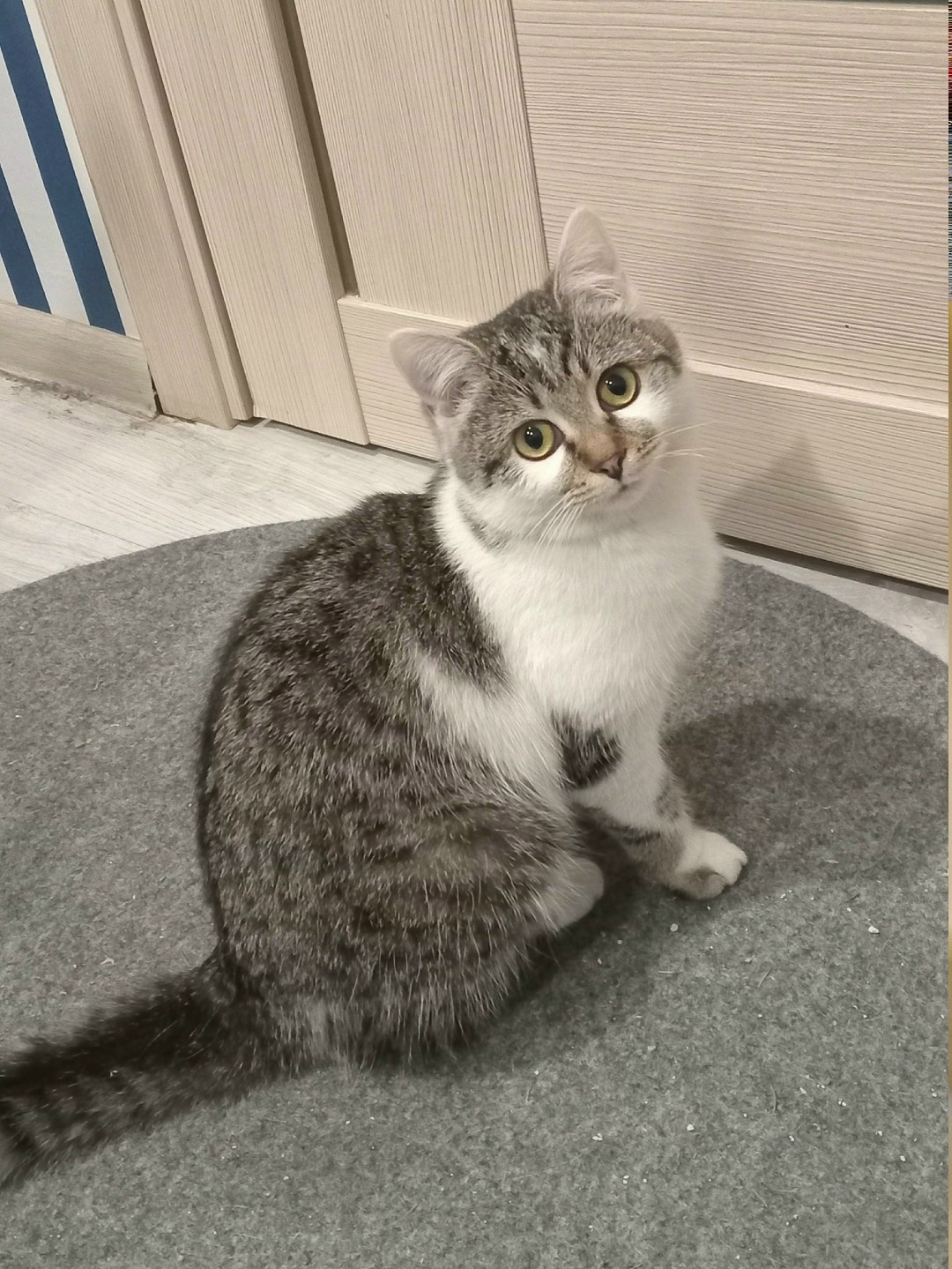 Найдена собака в Брянске — фото объявления