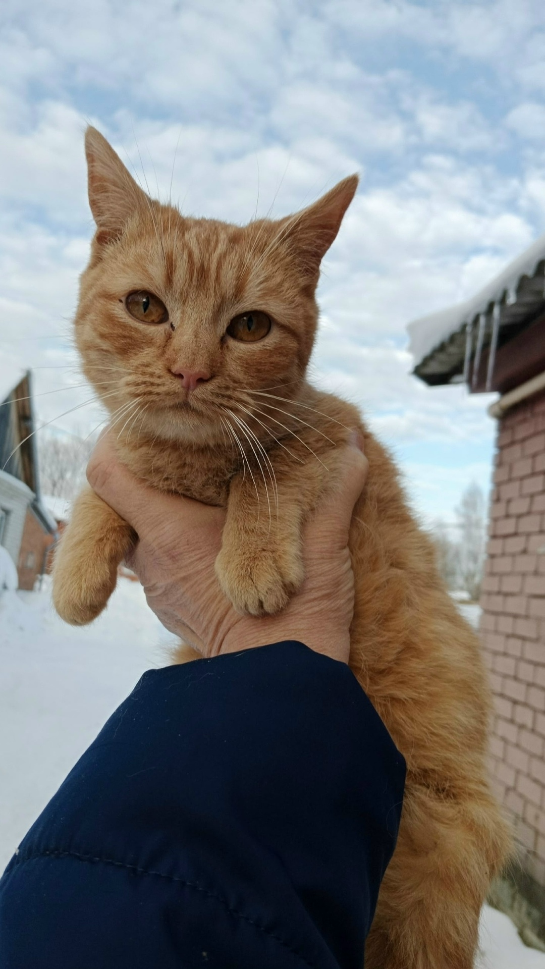 Найдена собака в Брянске — фото объявления