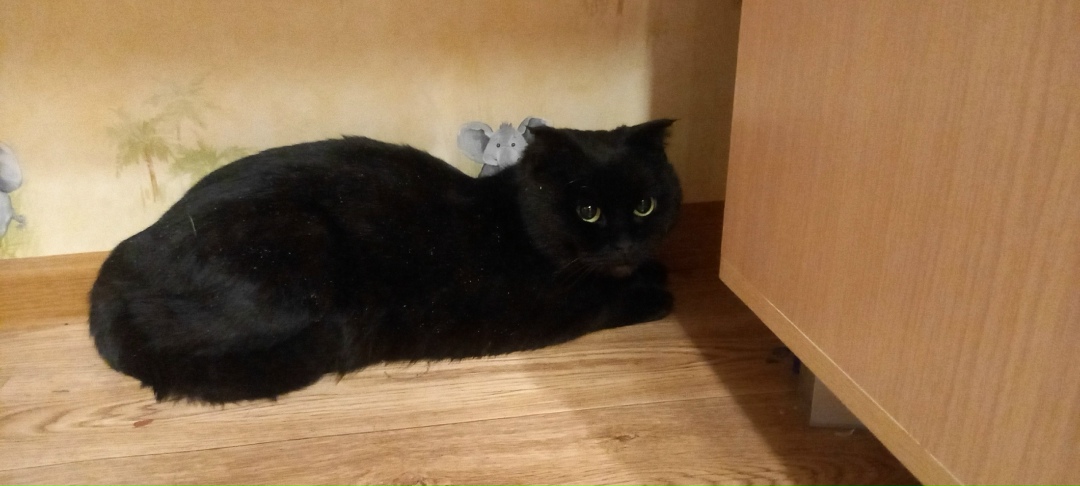 Найдена собака в Брянске — фото объявления