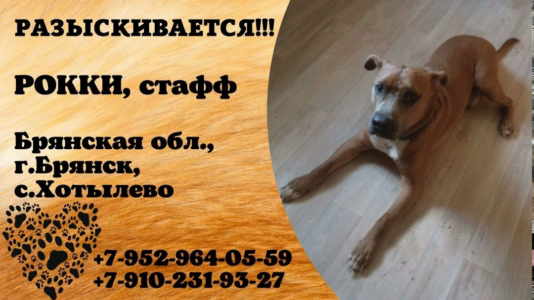 Пропала собака в Брянске — фото объявления