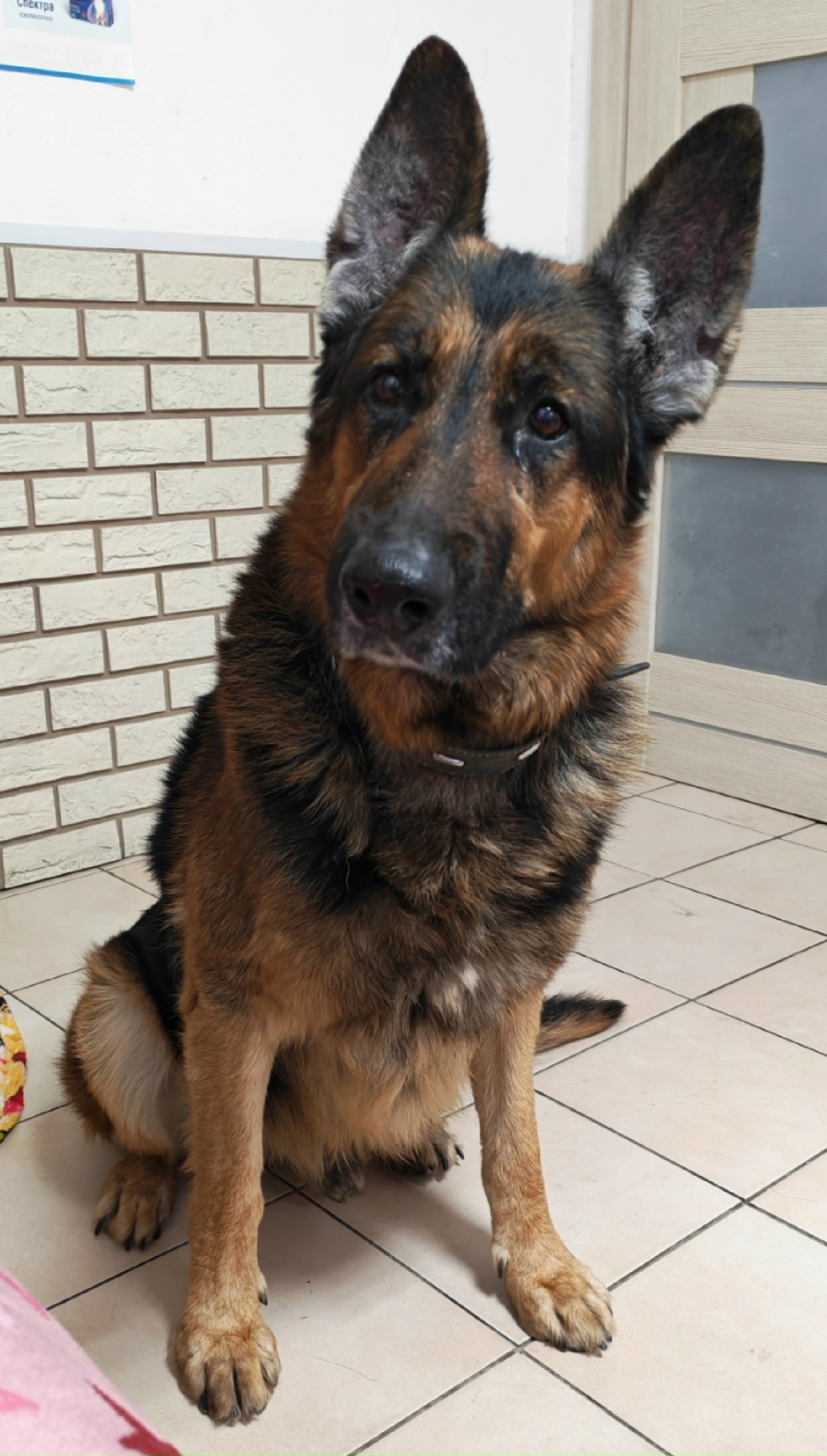 Найдена собака в Брянске — фото объявления