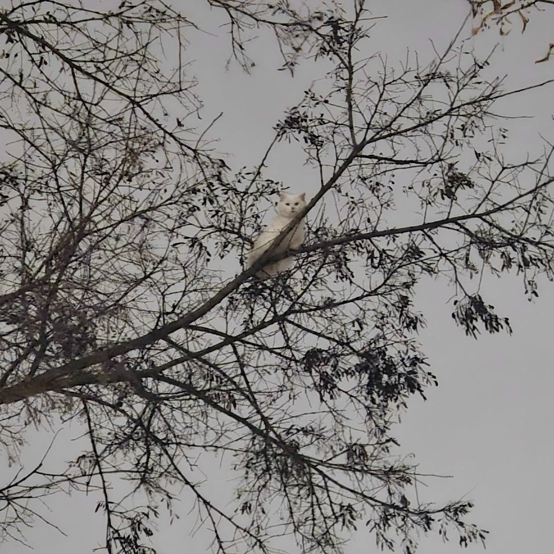 Пропала кошка в Брянске — фото объявления