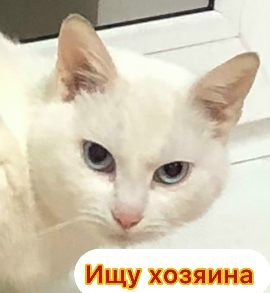 Найдена собака в Брянске — фото объявления