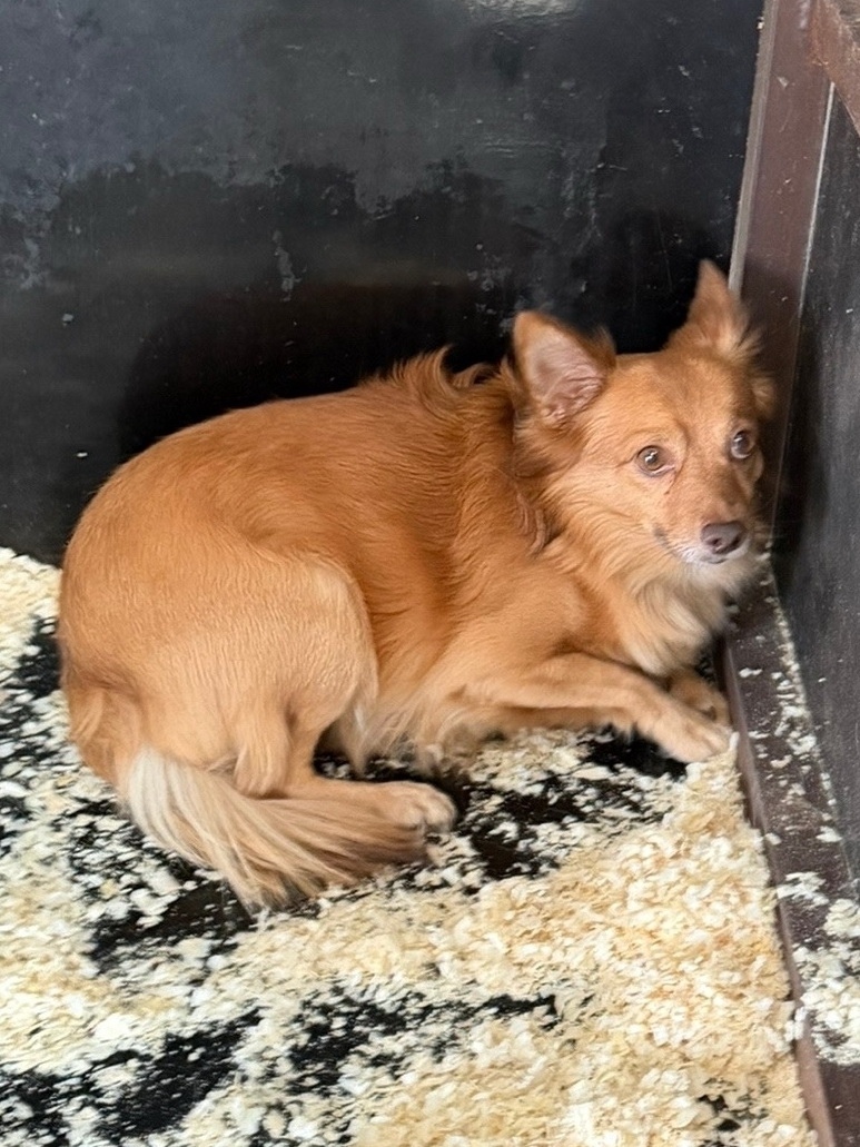 Найдена собака в Брянске — фото объявления