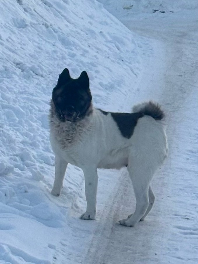 Пропала собака в Брянске — фото объявления