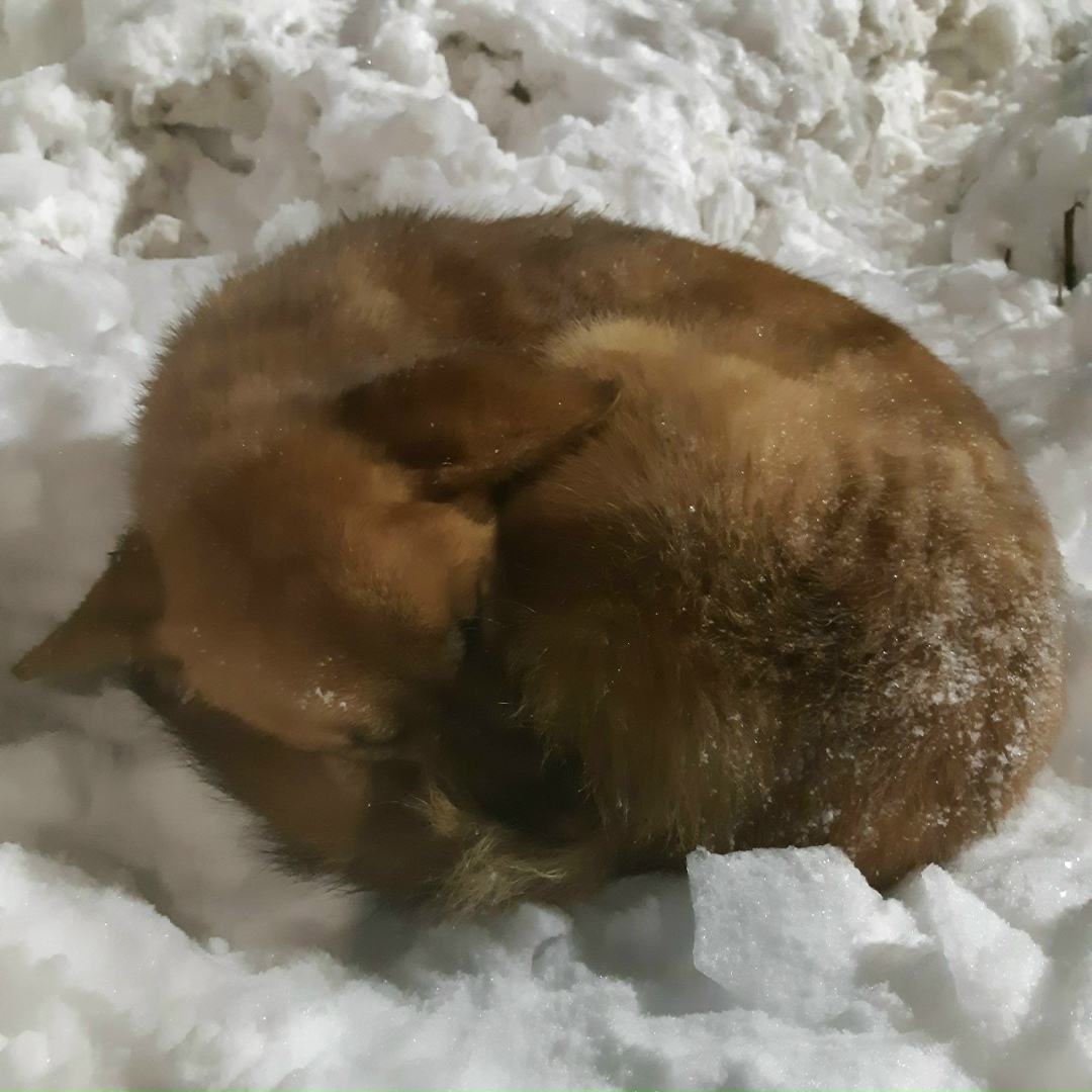 Найдена собака в Брянске — фото объявления