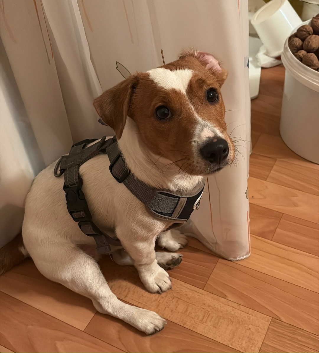 Пропала собака в Брянске — фото объявления