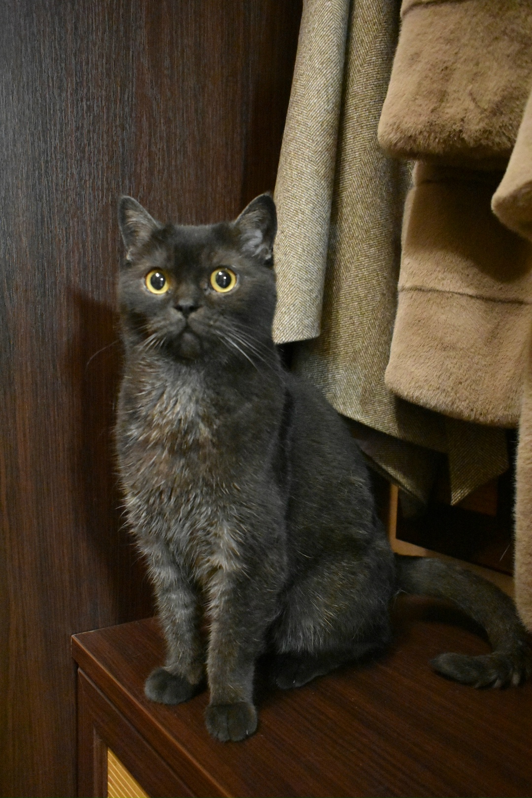 Найдена кошка в Брянске — фото объявления