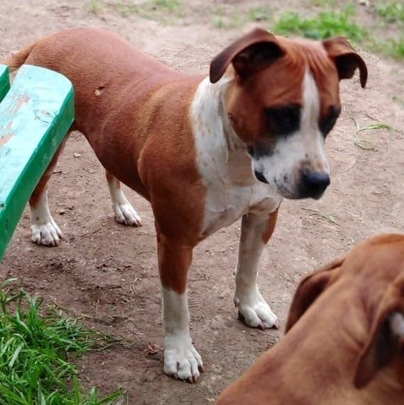 Пропала собака в Брянске — фото объявления