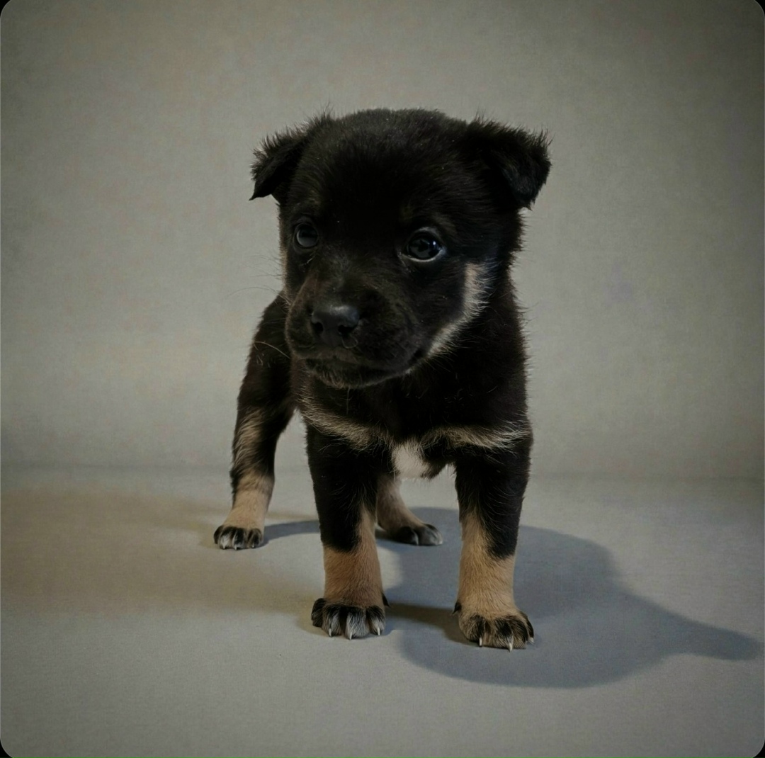 Найдена собака в Брянске — фото объявления