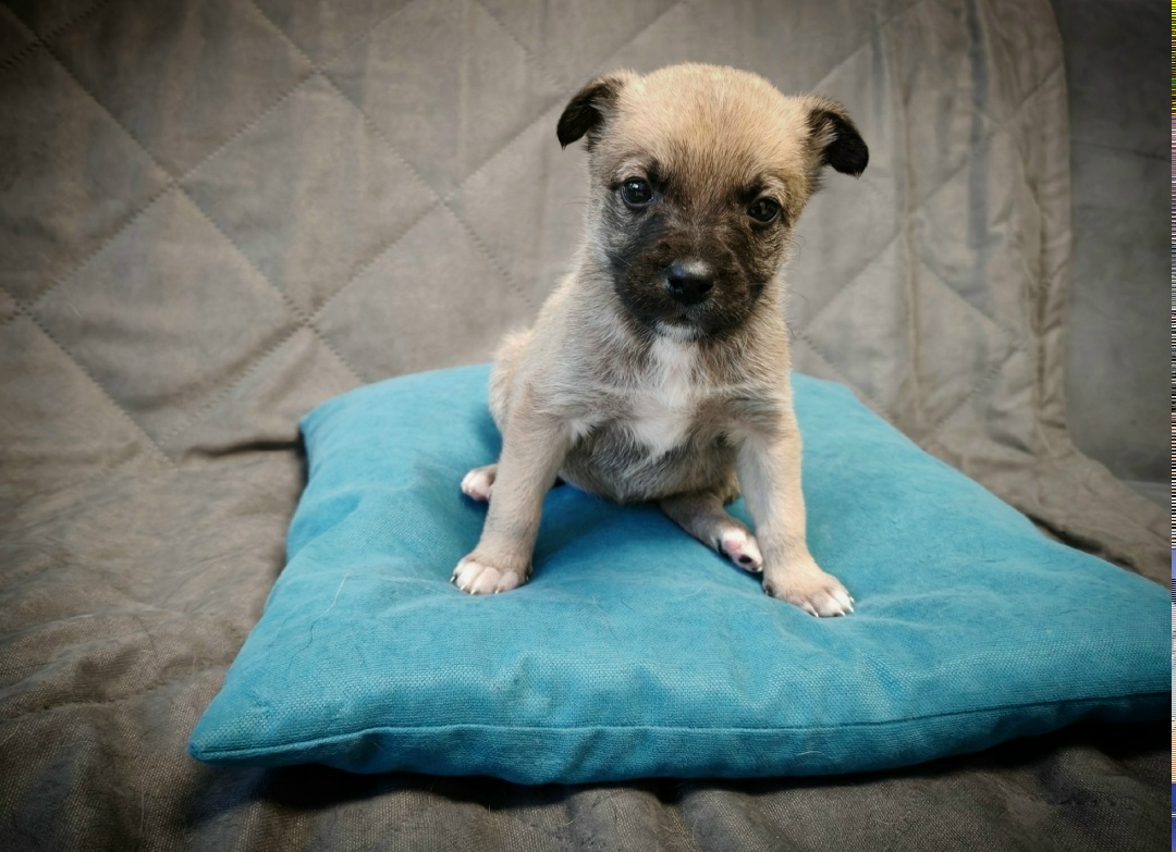 Найдена собака в Брянске — фото объявления