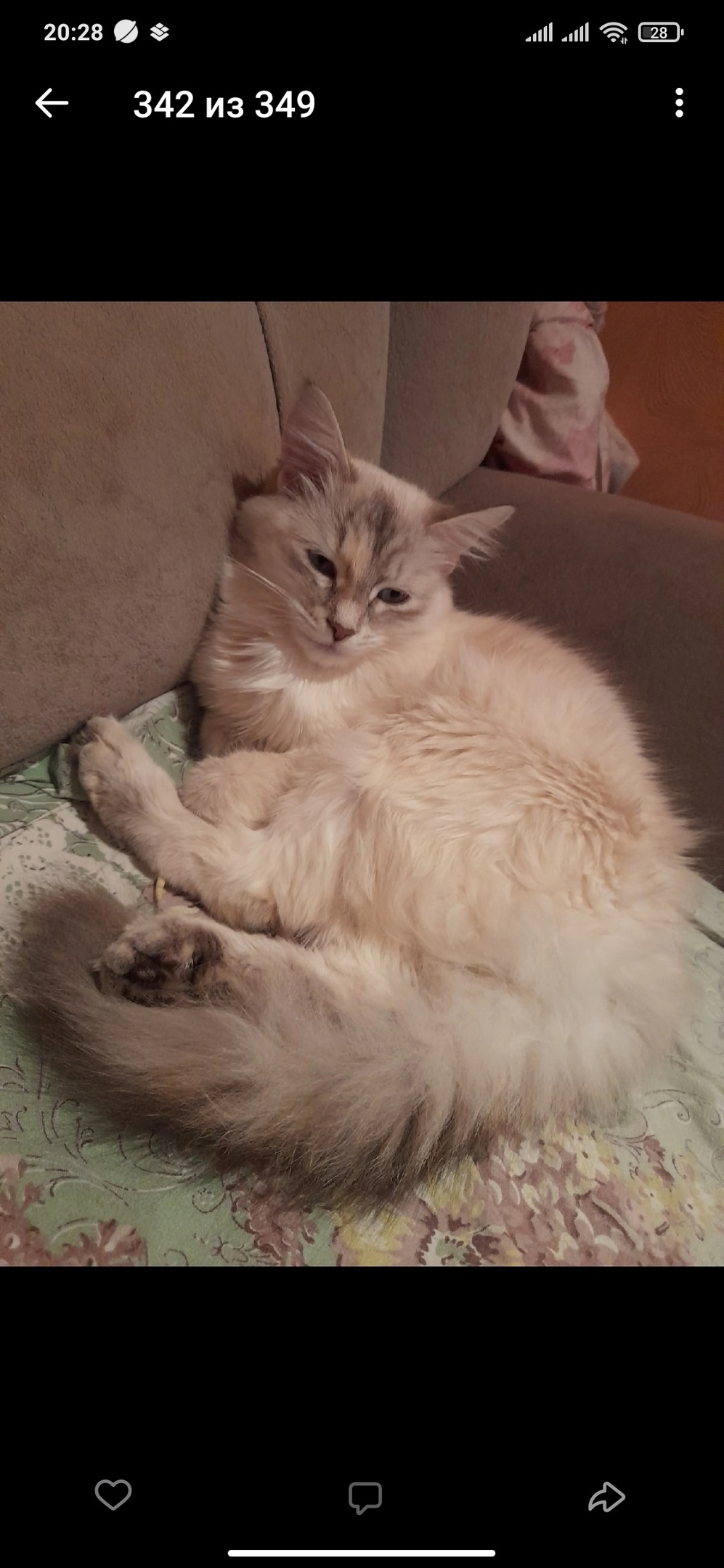 Пропала кошка в Брянске — фото объявления