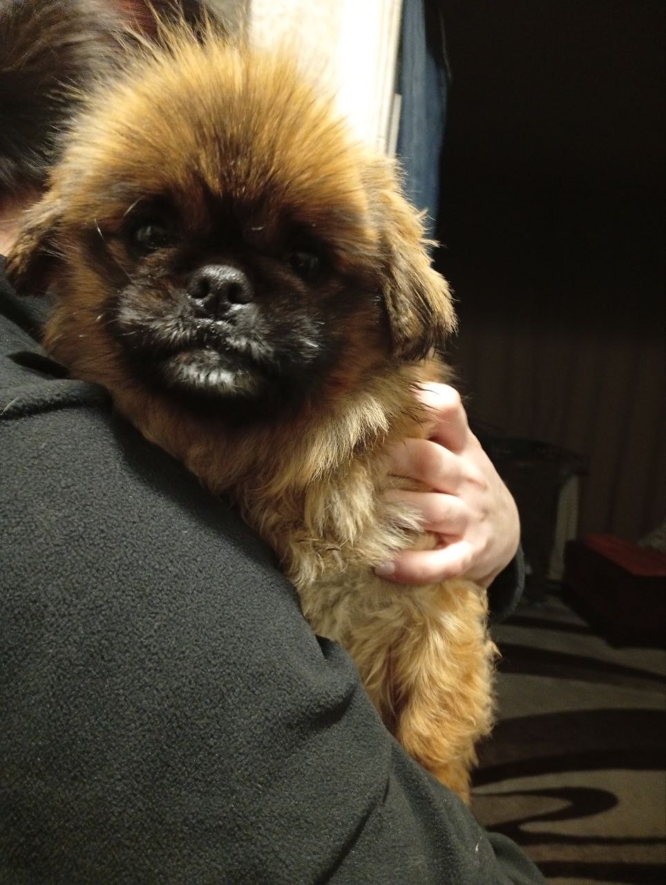 Найдена собака в Брянске — фото объявления