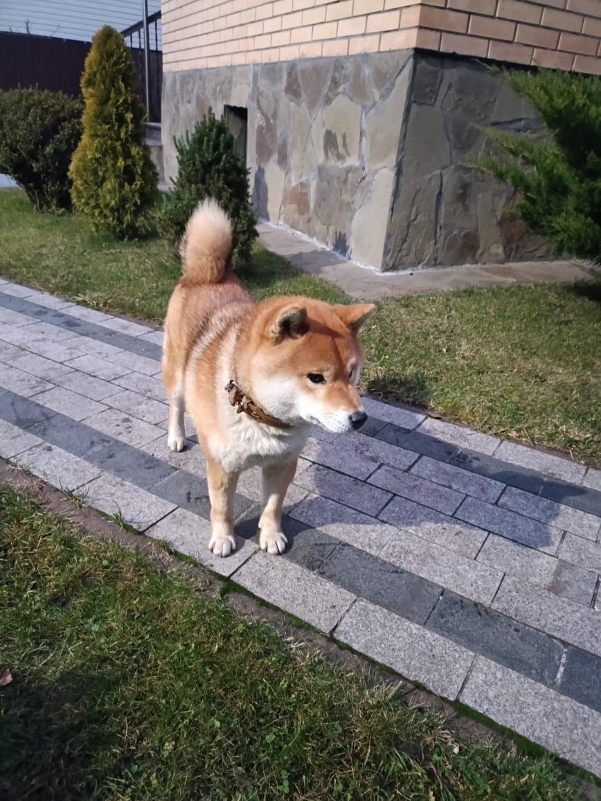 Пропала собака в Брянске — фото объявления