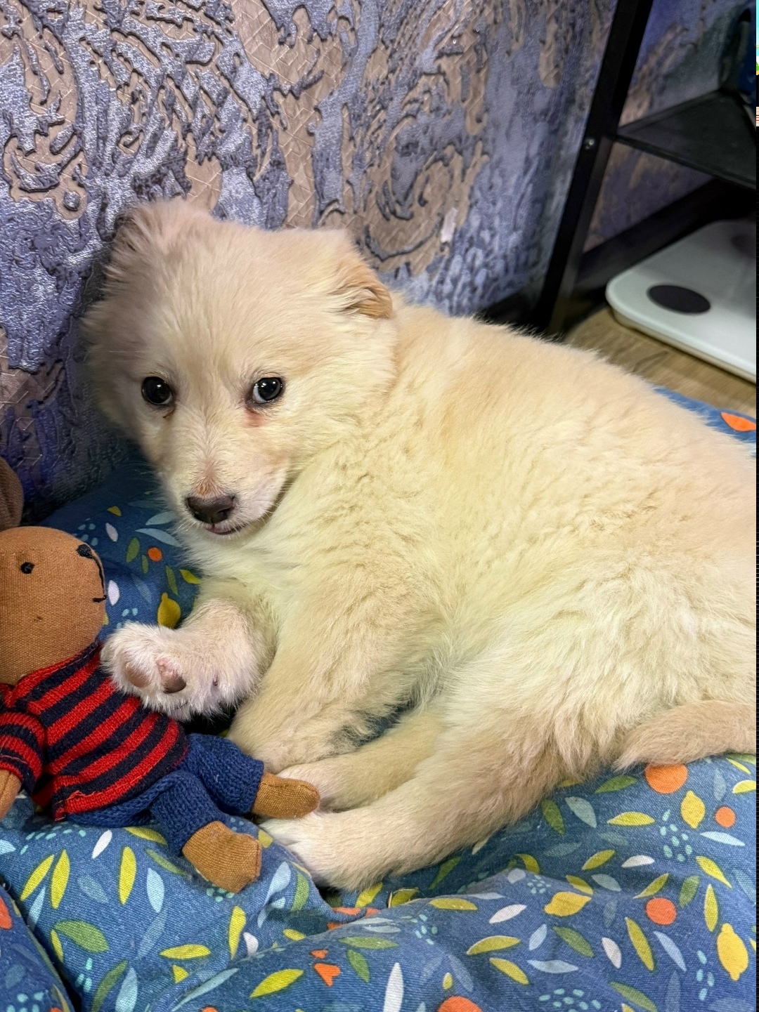 Найдена собака в Брянске — фото объявления